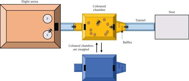Ученые нашли способ распознать положительные эмоции у пчел