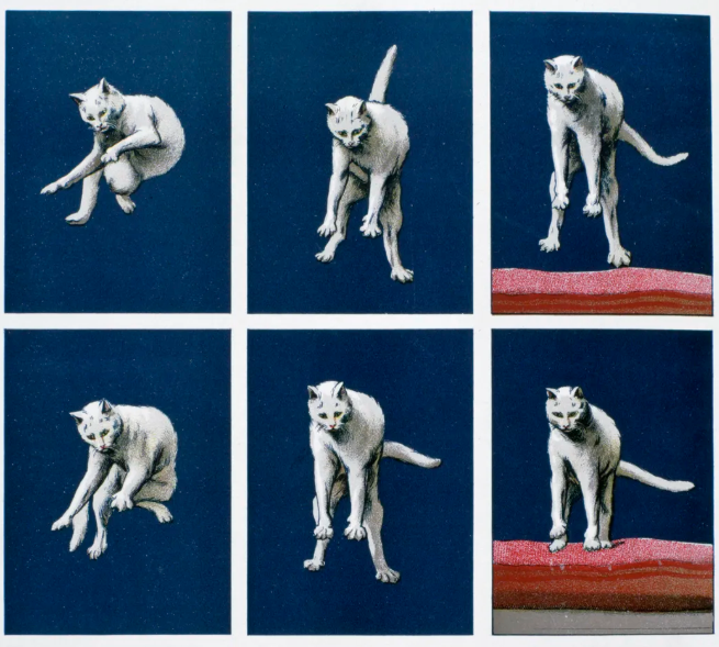 Почему кошки всегда падают на лапы