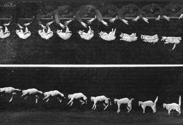 падают на лапы 