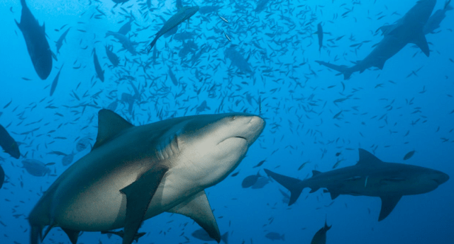  акулы заводят друзей