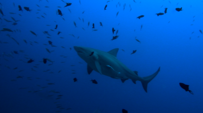 Бычьи акулы заводят друзей