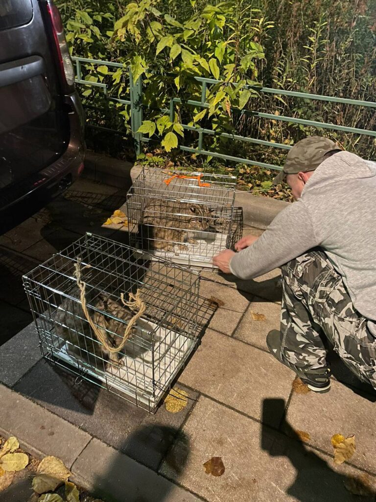 В Москве нашли трех амурских лесных котов