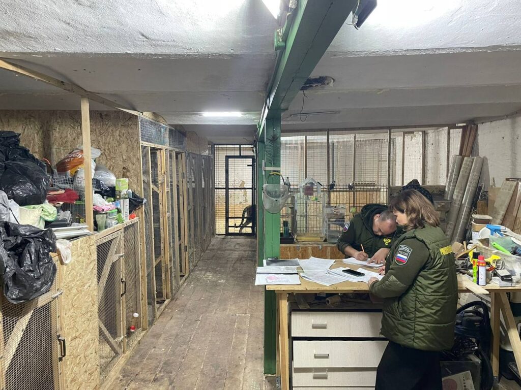 Московский зоопарк поможет слепой тигрице из Саратова