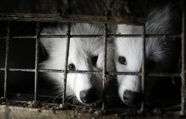 Польше запретят зверофермы