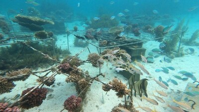 Huawei-IUCN Tech4Nature объявила о новом этапе проекта по защите коралловых рифов
