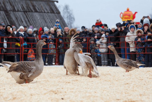 гусиные бои 