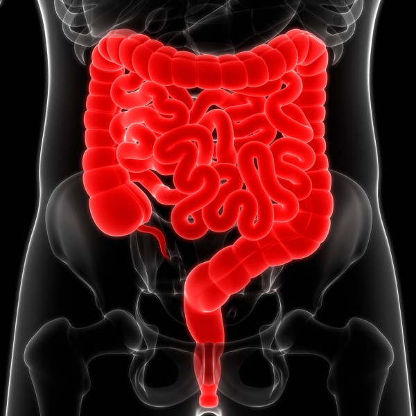 Здоровый кишечник – здоровый организм