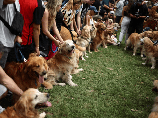 фото золотистых ретриверов