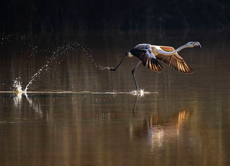 номинант Mangrove Photography Awards 2022