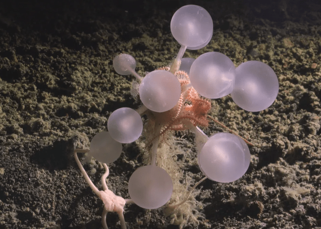 губка шары смерти